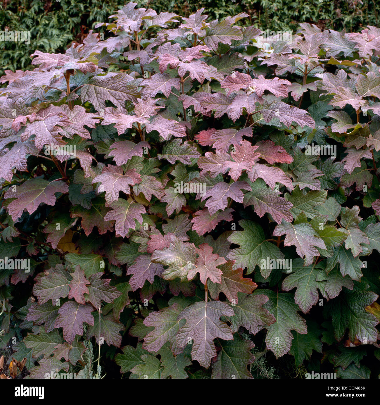 Hydrangea quercifolia - `Snow Queen' in Autumn colour   TRS079656 Stock Photo